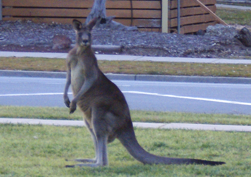 Puckapanyal Kangaroo