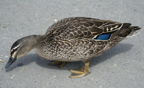 Christchurch Duck
